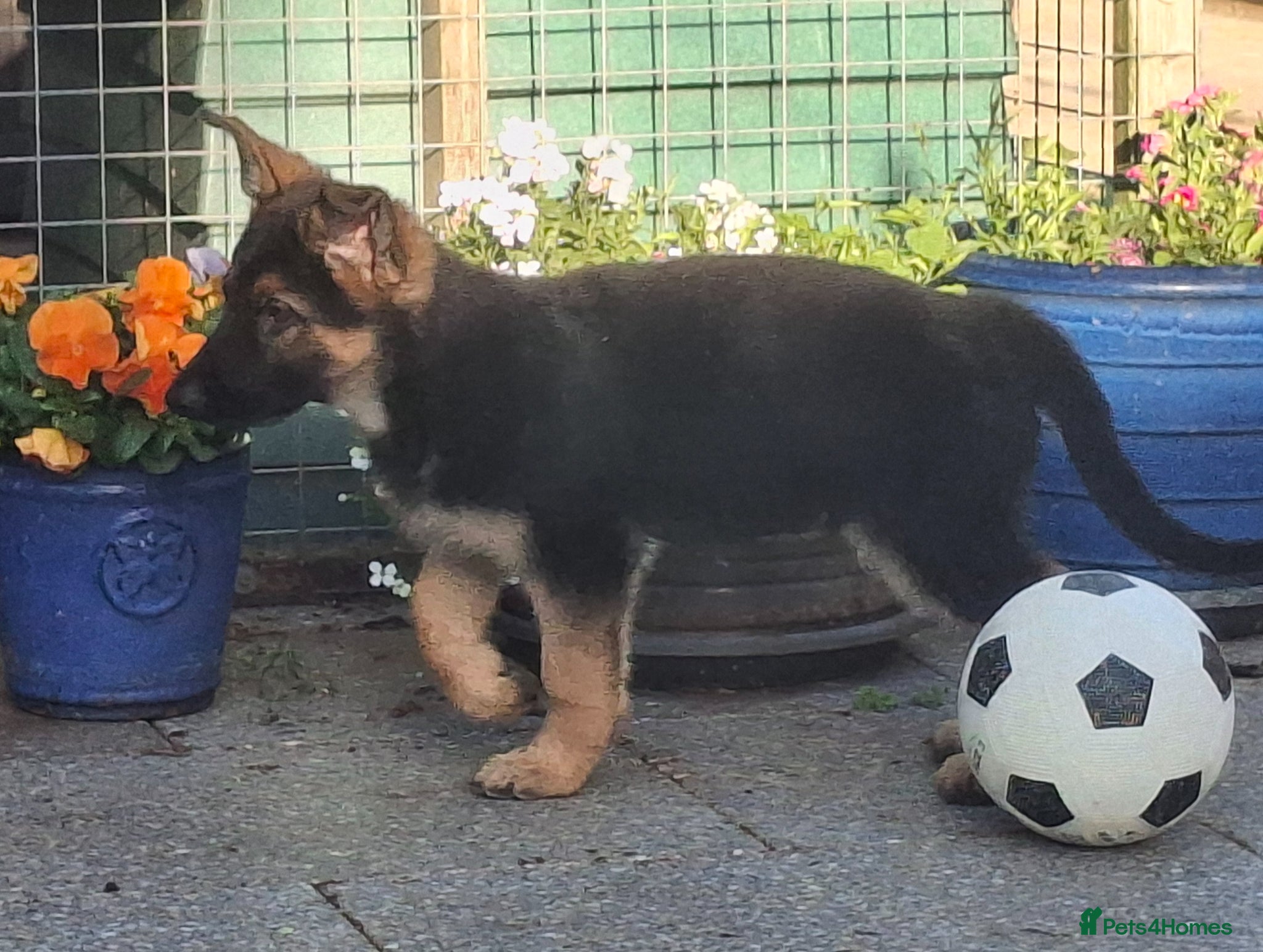 German Shepherd dogs KC Health Tested Gsd READY NOW! - Advert 18