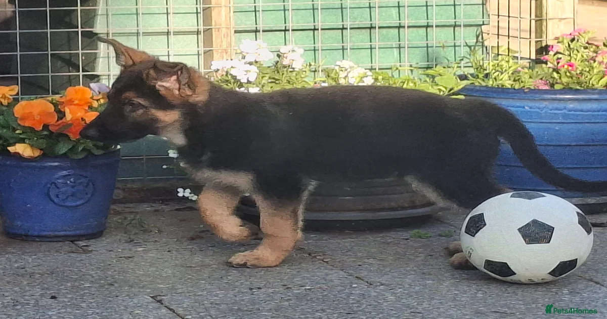 Blue German Shepherd Puppies for sale | Pets4Homes