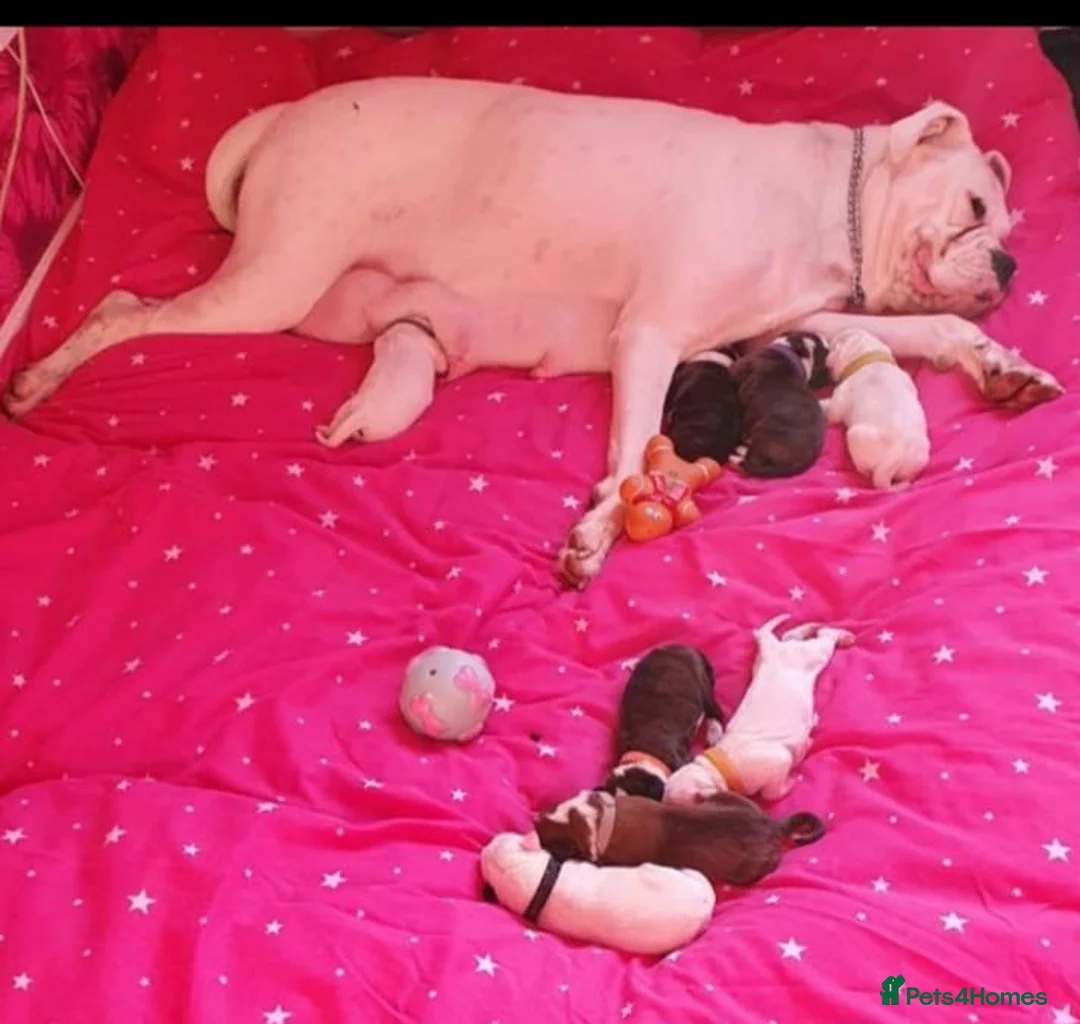 Boxer dogs for stud: stunning boxer for stud in Purfleet - Advert 5