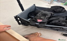 Cane Corso dogs for sale:  Reg - UKBKC Cane Corsos loyal family guardians  - Image 6