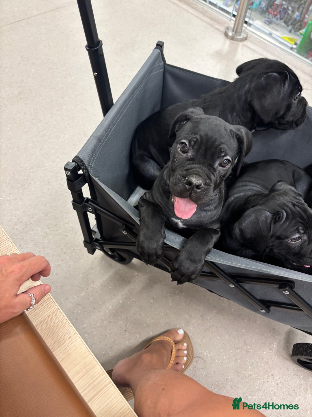 Cane Corso dogs for sale:  Reg - UKBKC Cane Corsos loyal family guardians  - Image 6