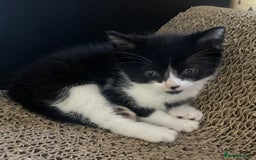 Mixed Breed cats for sale: 4 Sweet tempered kittens looking for loving homes - Image 6