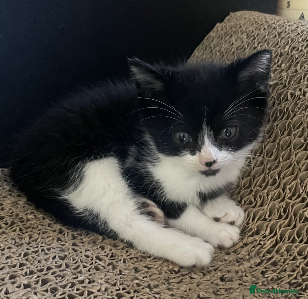 Mixed Breed cats for sale: 4 Sweet tempered kittens looking for loving homes - Image 6
