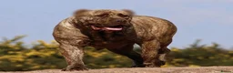 Presa Canario dogs for sale: Working presa canario pups: female - Advert 2