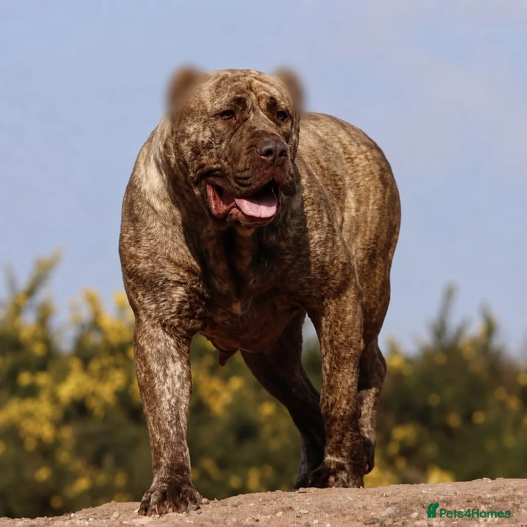 Presa Canario dogs for sale: Working presa canario pups: female - Advert 2