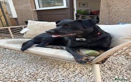 Mixed Breed dogs for sale: Rottweiler x GSD - Image 1
