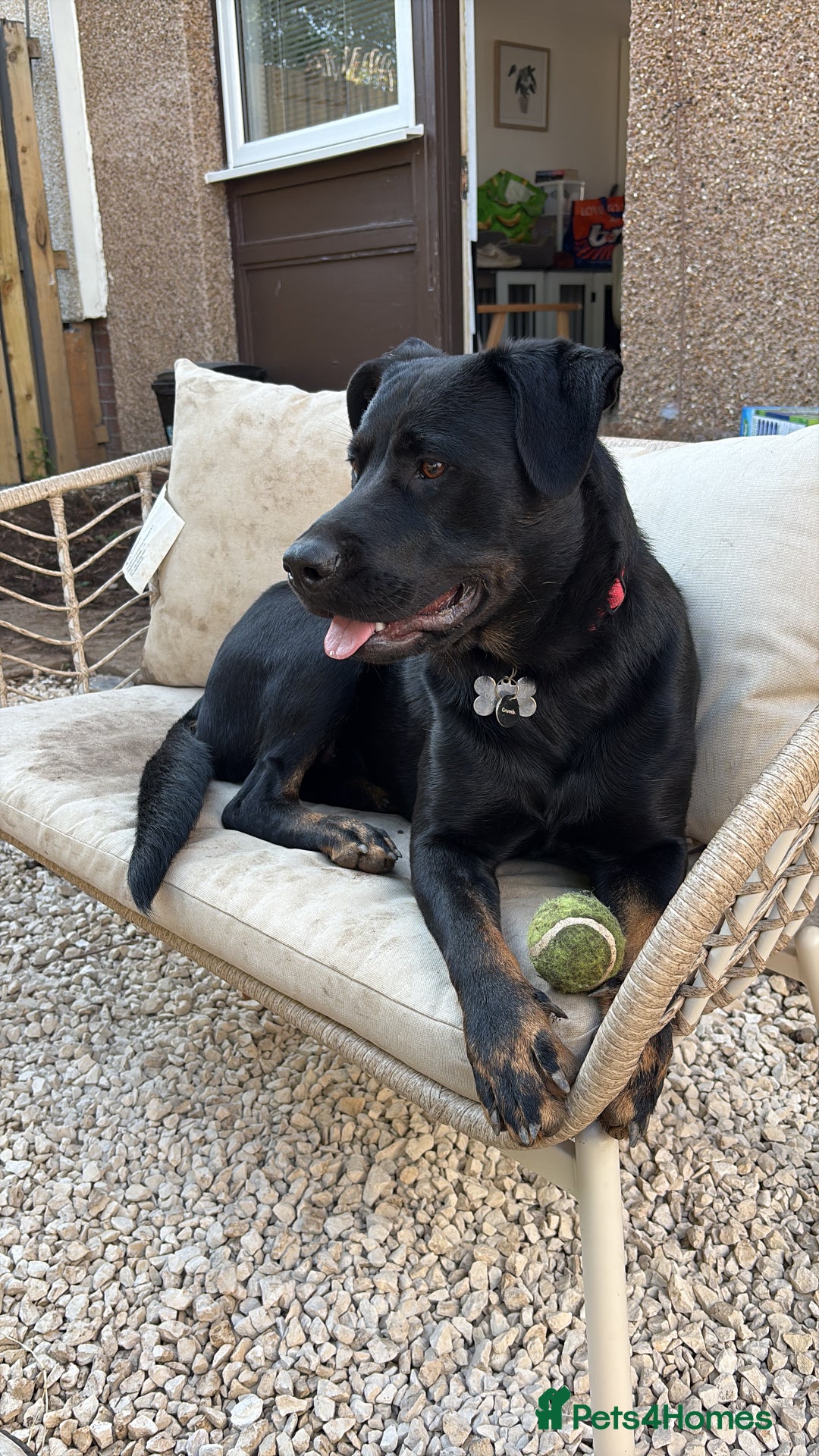 Mixed Breed dogs for sale: Rottweiler x GSD - Image 1