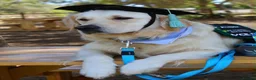 Golden Retriever dogs for sale: ⭐️Ready from 14th July⭐️ - Advert 21
