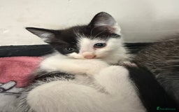 Mixed Breed cats for sale: Kittens ready for forever sofa’s. - Image 5