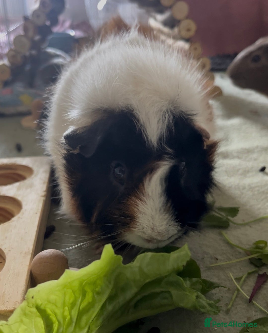 Guinea Pig rodents for sale: 3 sweet guinea pigs & cage & accessories - Image 8