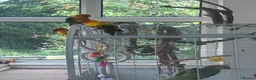 Conures birds for sale: Take Proven Breeding Pair Of Conures - Advert 2