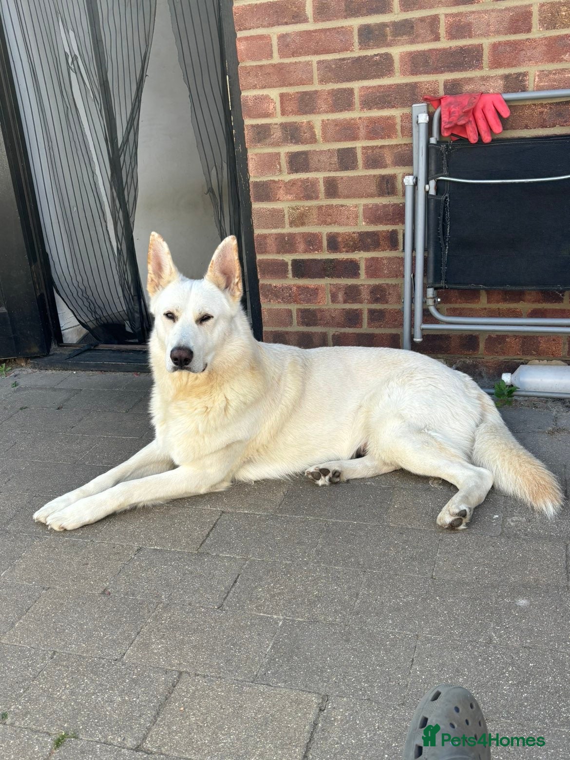 German Shepherd dogs ⭐️*RARE WHITE* GSD 4 Stud ⭐️ - Advert 1