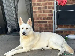 German Shepherd dogs ⭐️*RARE WHITE* GSD 4 Stud ⭐️ - Advert 1