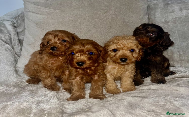 Cockapoo dogs - Advert 5