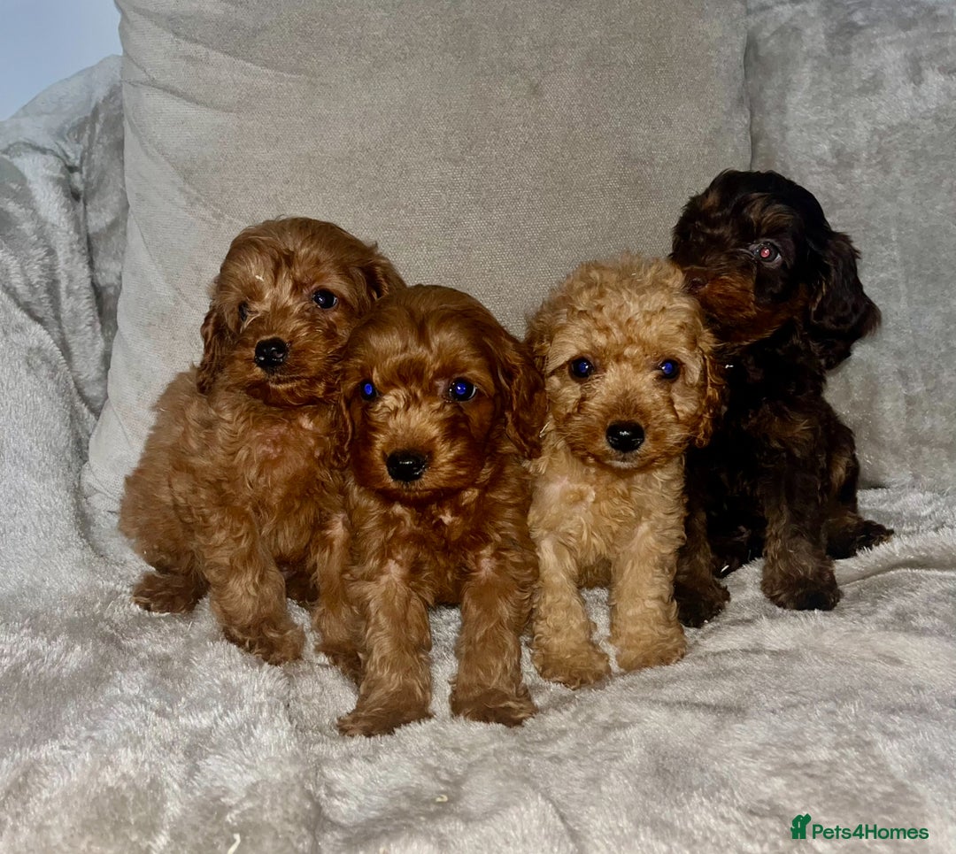 Cockapoo dogs for sale: Stunning F1B cockapoo’s READY TO GO NOW!!! - Image 1