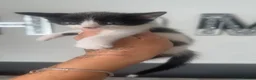 Mixed Breed cats for sale: Beautiful mix of grey, black and white kittens  - Advert 40