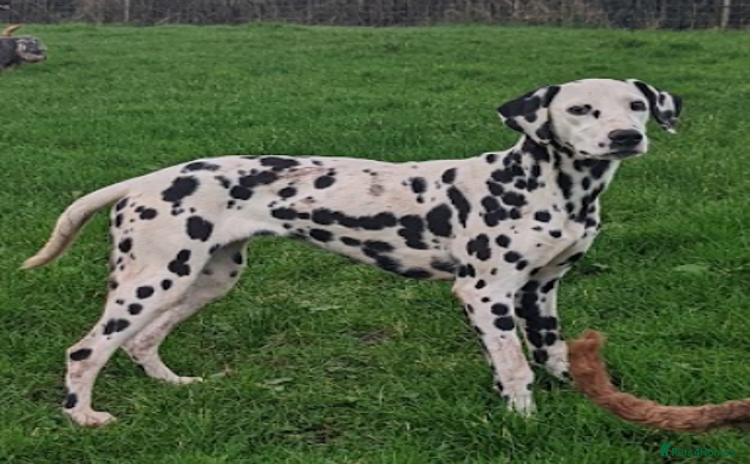 Dalmatian dogs - Advert 1