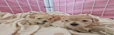 Maltipoo girl