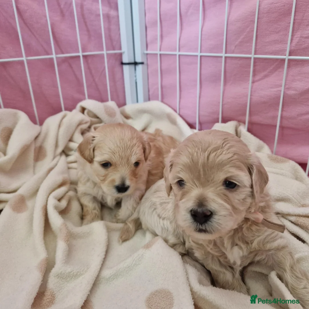 Maltipoo dogs for sale: Our beautiful Maltipoo puppy still available - Advert 2