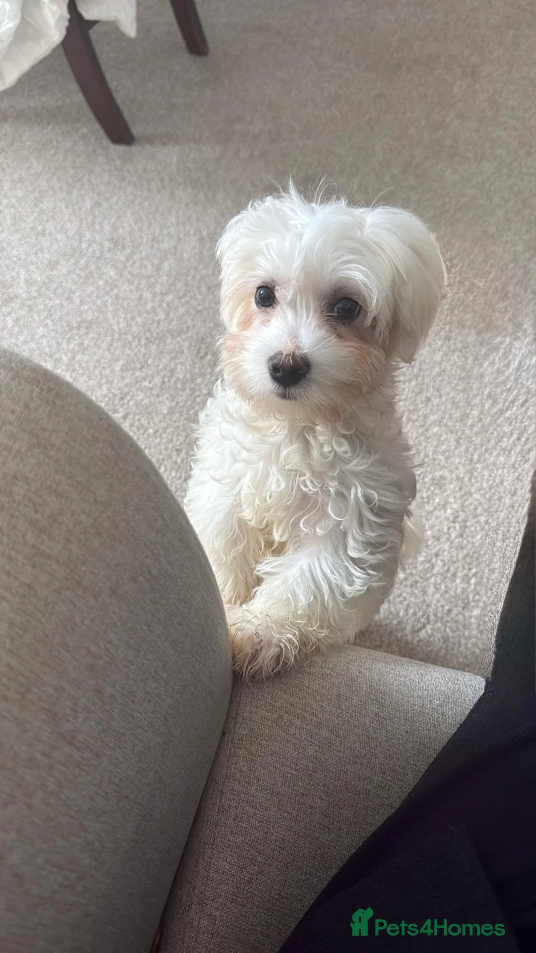 Maltese dogs for sale: Maltese male 4 months years old  in Birmingham - Advert 2