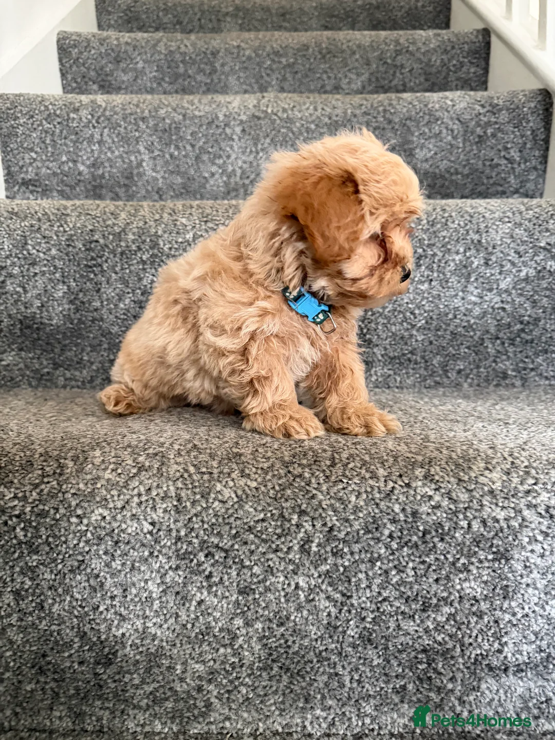 Maltipoo dogs for sale: Toy Maltipoo  in Llantwit Major - Advert 11