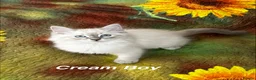 Siberian cats for sale: ❤️6 Beautiful Neva Masquerade x Ragdoll Kittens ❤️ - Advert 23