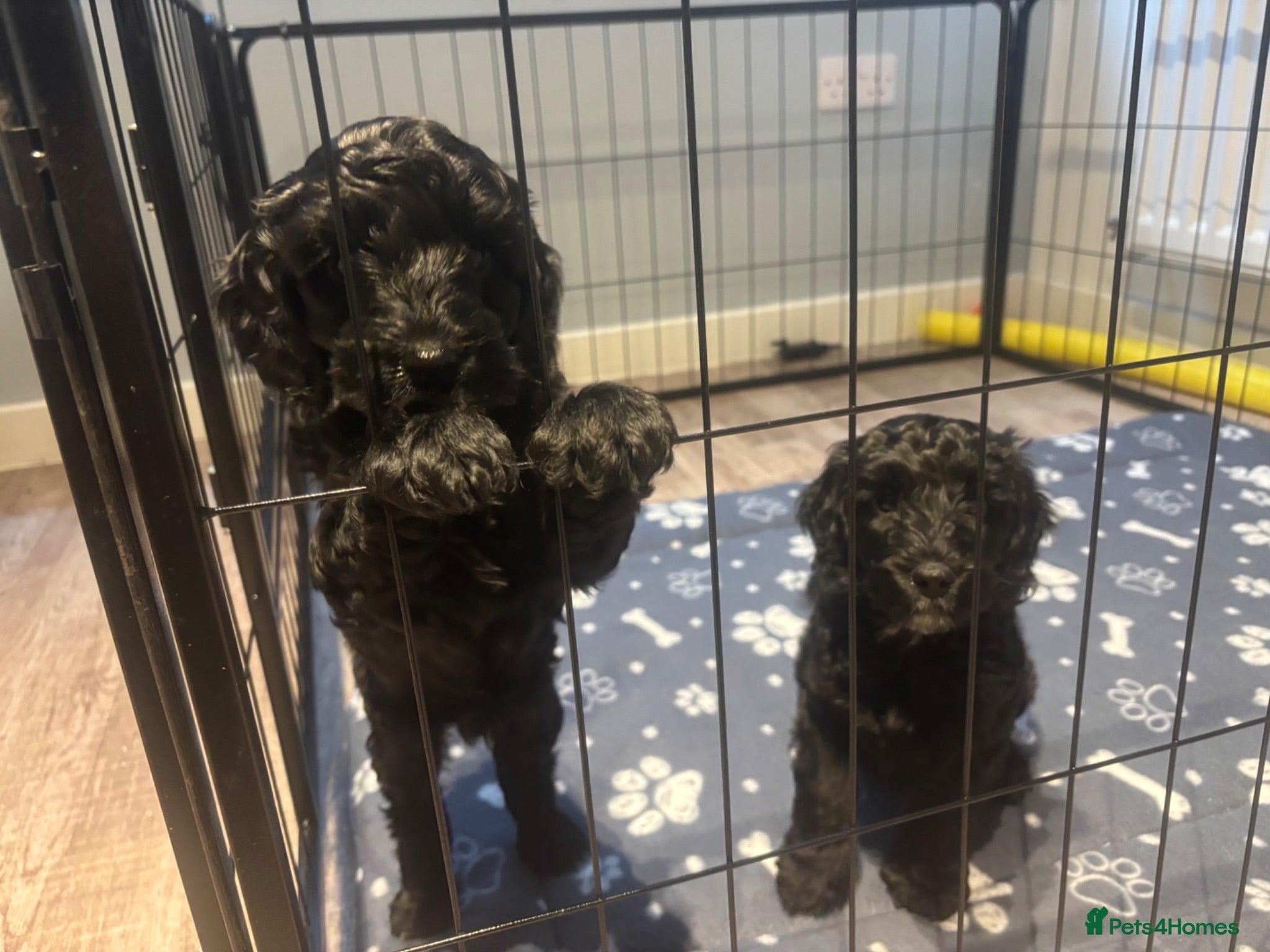 Cockapoo dogs READY TO LEAVE Miniature F2b cockapoos PRA CLEAR - Advert 6
