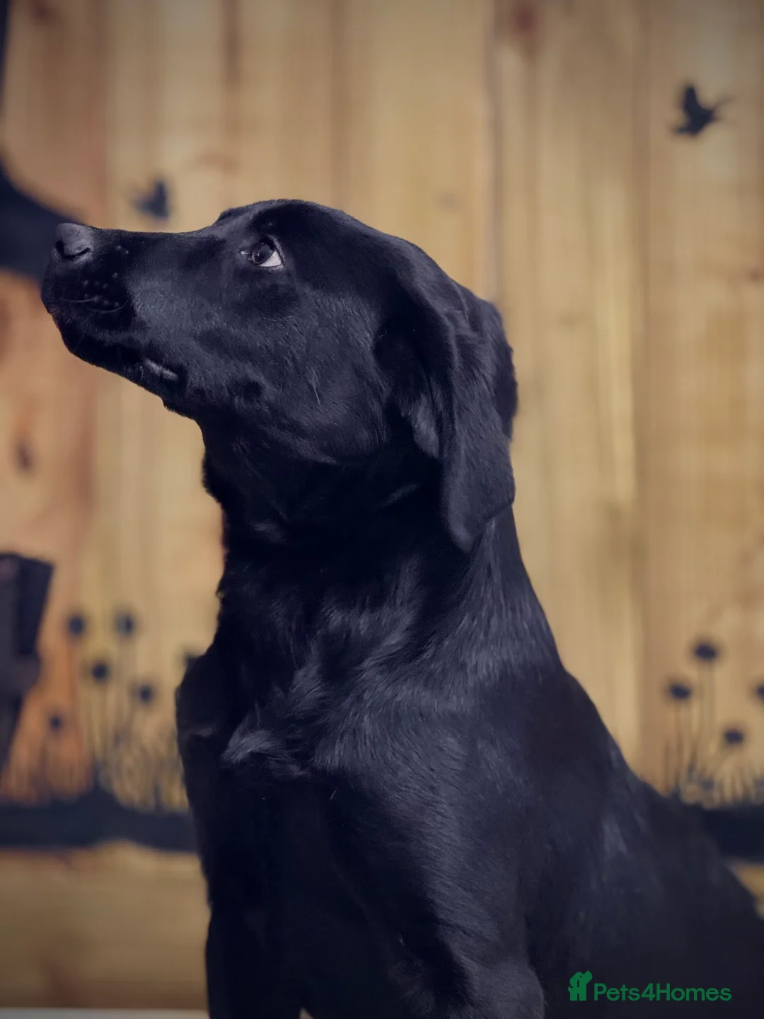 Labrador Retriever dogs for sale: Labrador retriever male  - Advert 3