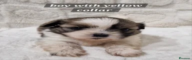 Shih Tzu Puppy Yellow collar