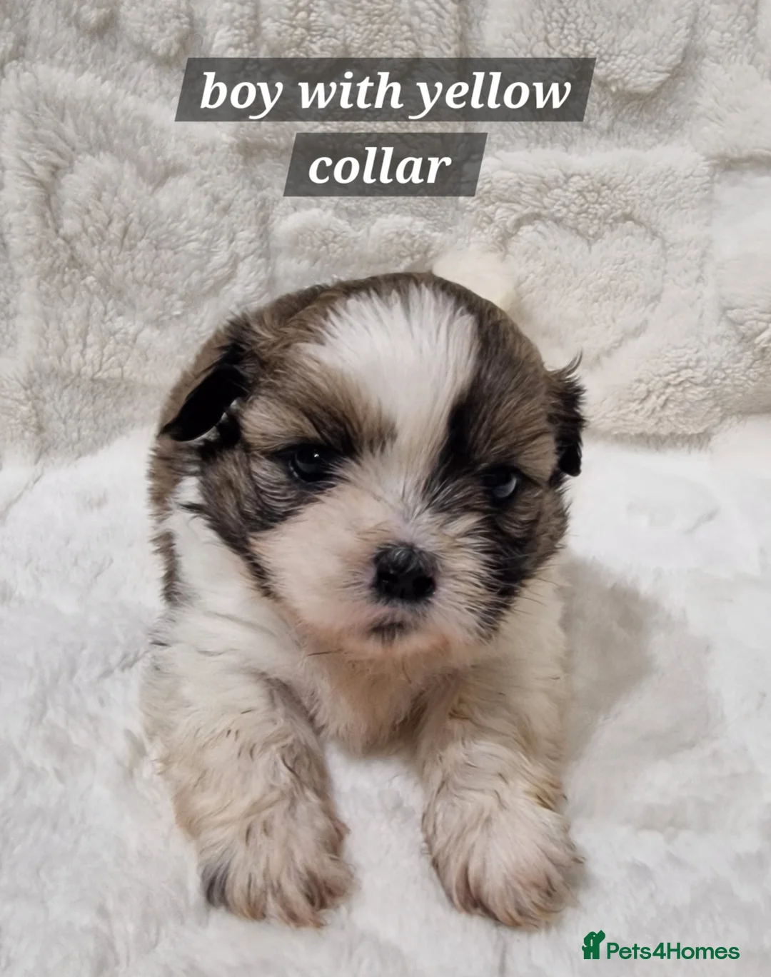 Shih Tzu dogs for sale: Pure breed Shih Tzu puppy - Advert 10