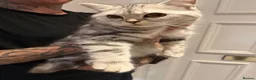British Shorthair cats for sale: Two female British short hairs 7 months old in Exeter - Advert 6