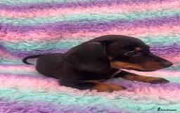 Miniature Dachshund dogs for sale: Miniature Dachshund Boys and Girls From £700 - Image 23