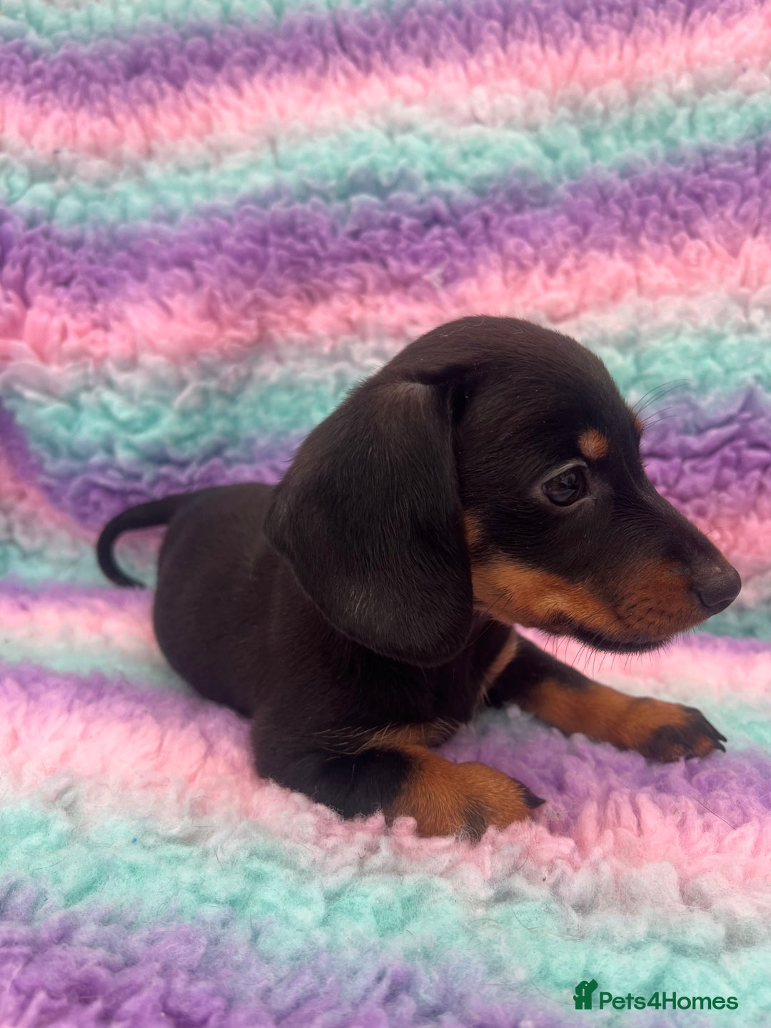 Miniature Dachshund dogs for sale: Miniature Dachshund Boys and Girls From £700 - Image 23