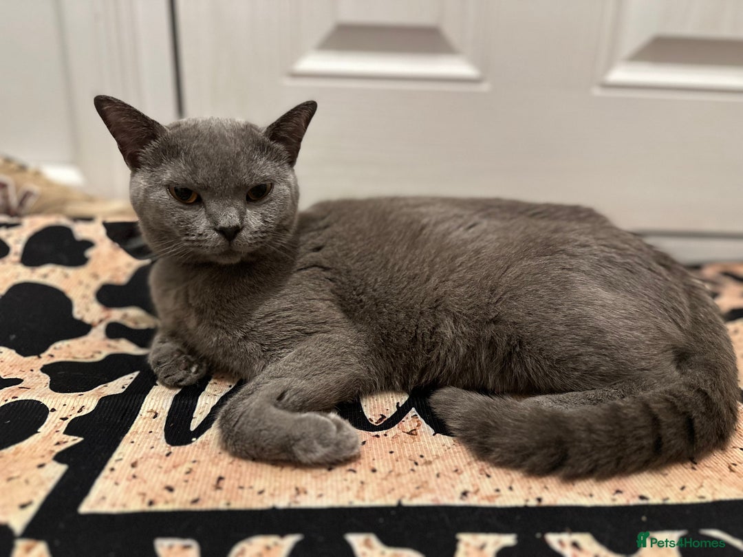 British Shorthair cats for sale:  BritishShorthair,litter trained! 13 weeks  - Advert 6