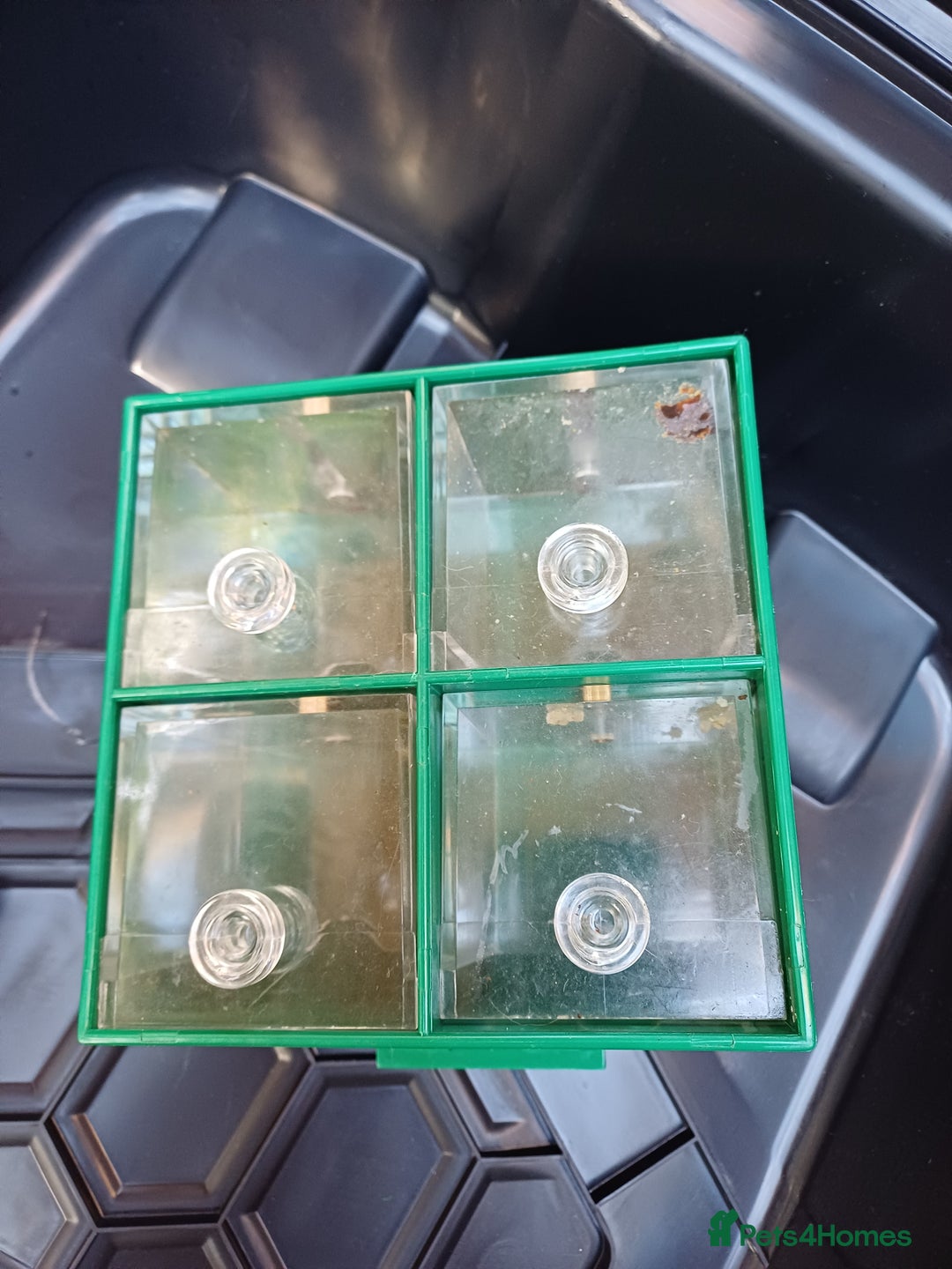 Macaws birds for sale: Blue & Gold Macaw For Sale - Image 33