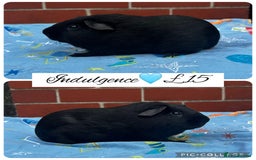 Guinea Pig rodents for sale: Guinea pig boars  - Image 14