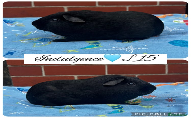Guinea Pig rodents - Advert 2