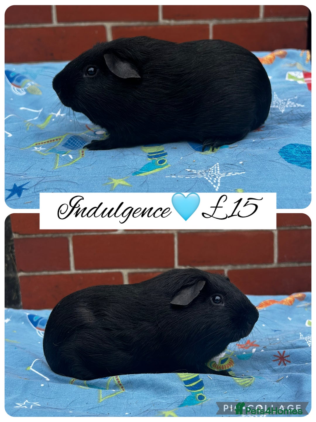 Guinea Pig rodents for sale: Guinea pig boars  - Image 14