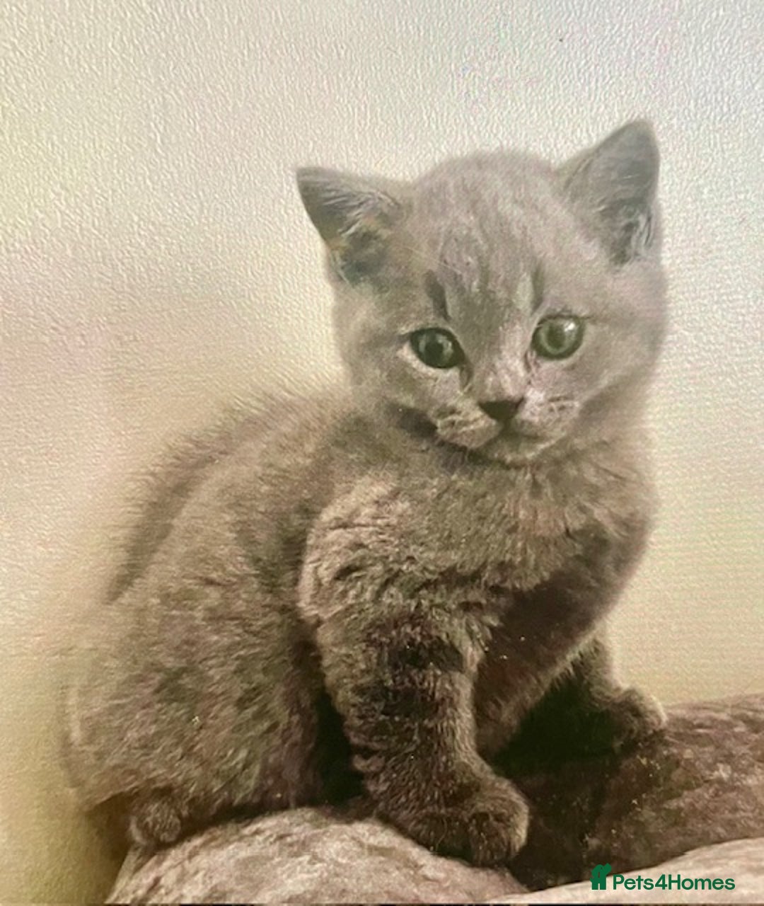 British Shorthair cats for sale: Two cuddly blue boys from loving family home - Image 19