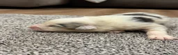 Australian Shepherd dogs for sale: 7 stunning Australian Shepards  - Advert 14