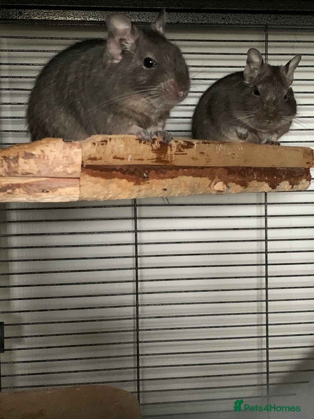Degus rodents for sale: 2 male degus  - Image 6
