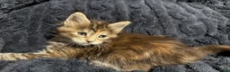 Maine Coon cats for sale: 7 beautiful Maine coon full breed kittens  - Advert 5
