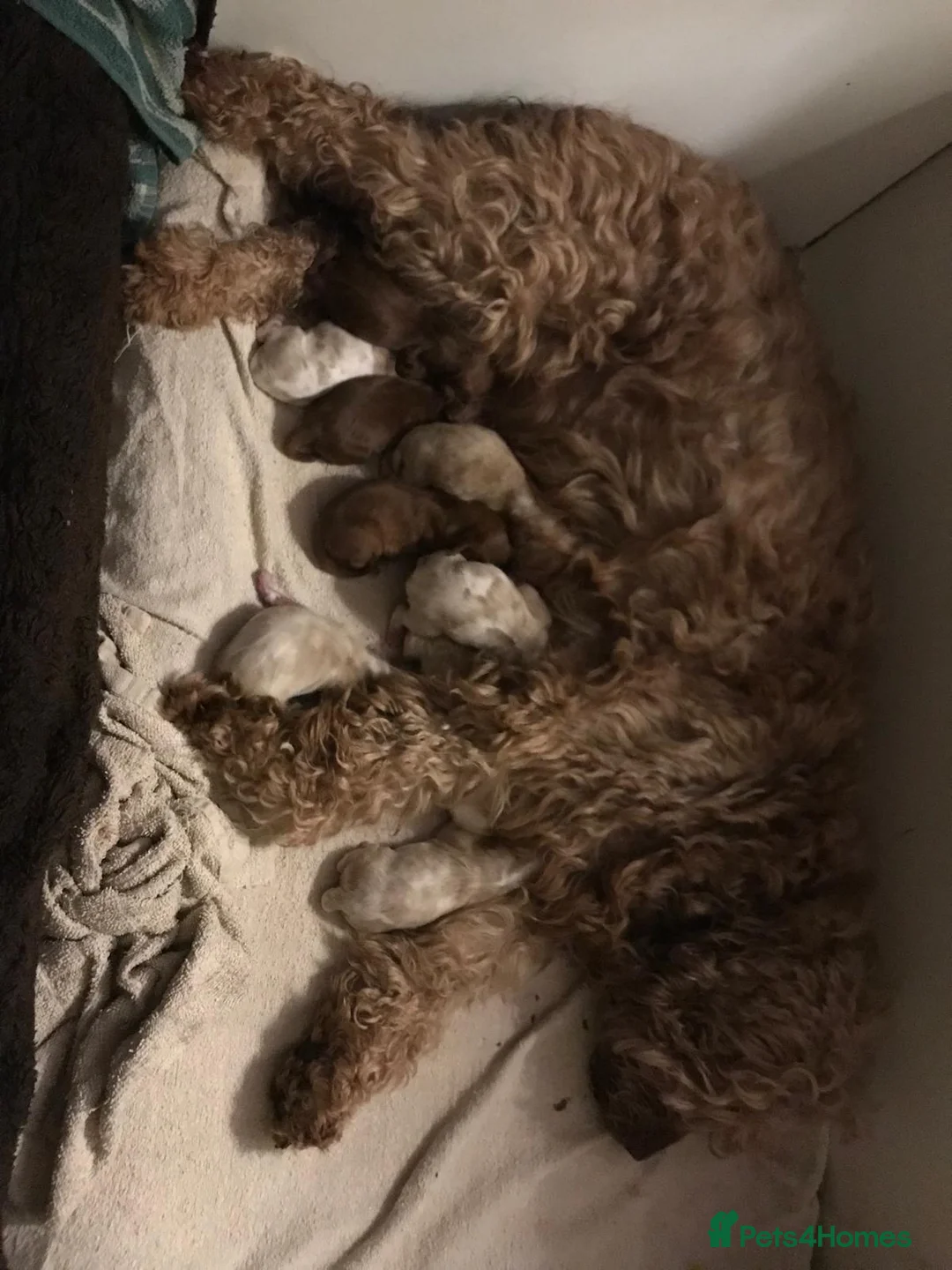 Cavalier King Charles Spaniel dogs for stud: Stunning Imported Cavalier Stud, Health Tested.  in Market Drayton - Advert 12