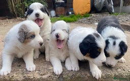 Border Collie dogs for sale: Merle Blue Eye KC Registered Border Collie Puppies - Image 10