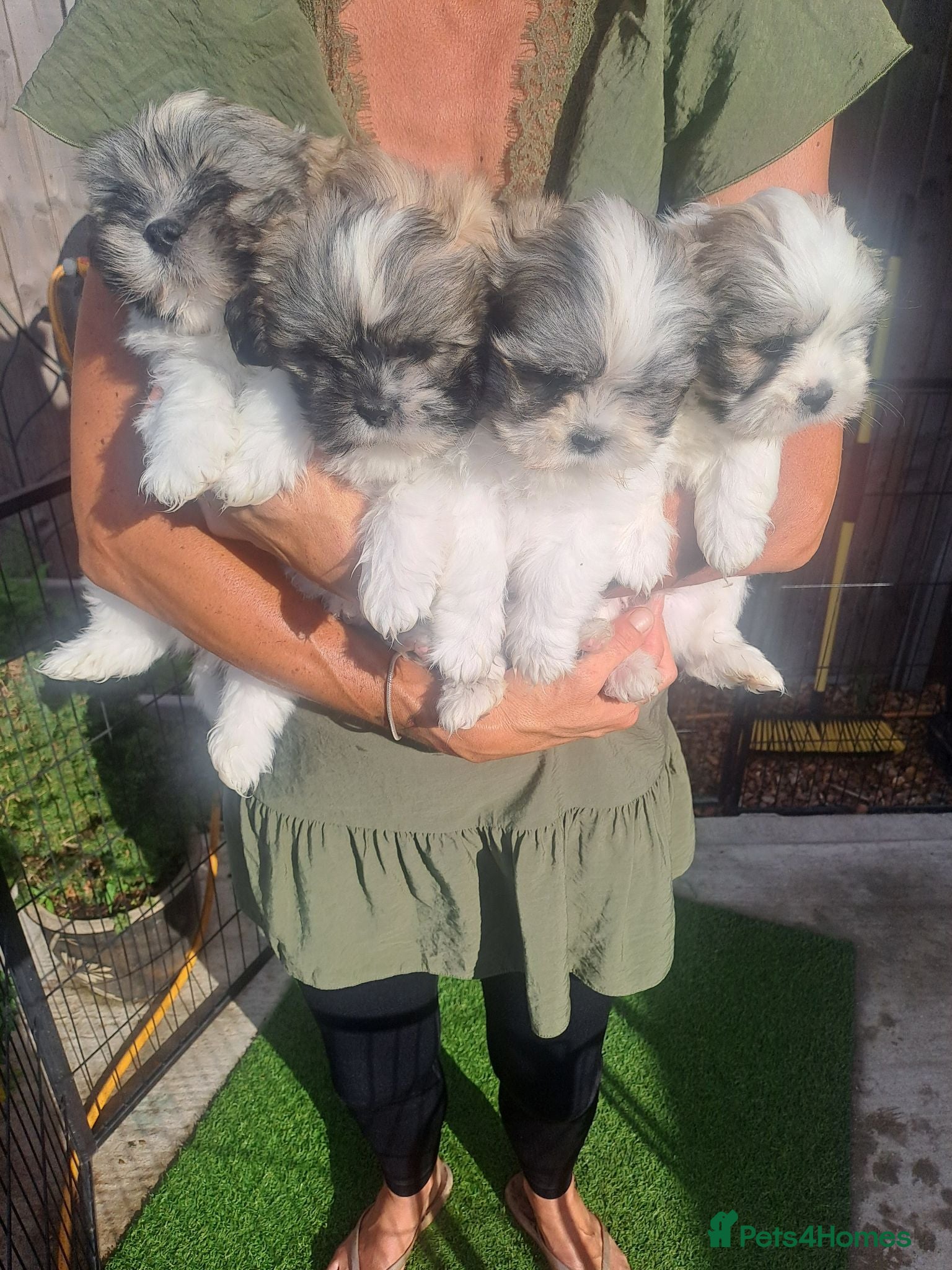 Lhasa Apso dogs Lhasa Apso Puppies  - Advert 3
