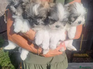 Lhasa Apso dogs Lhasa Apso Puppies - Advert 3