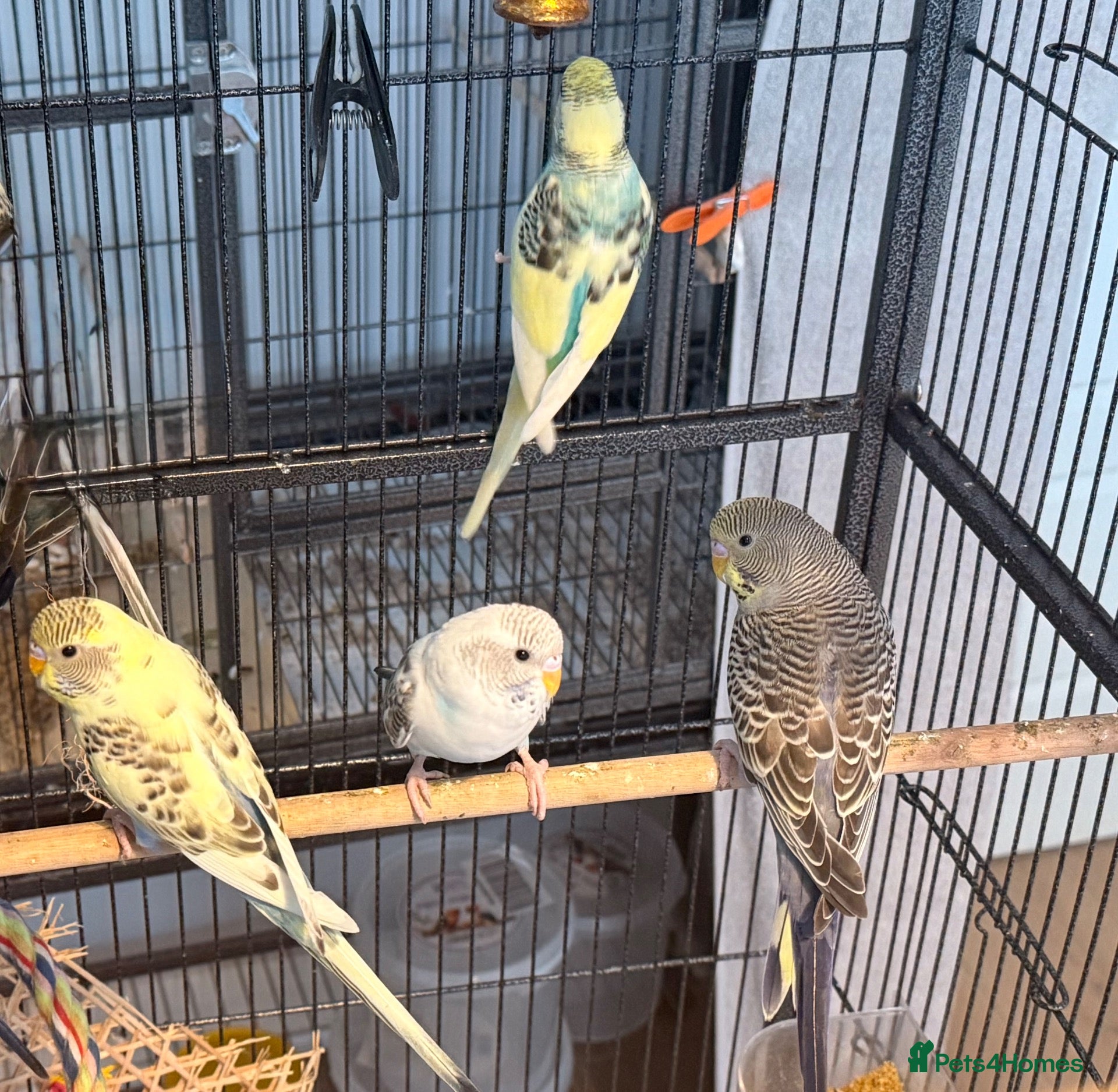 Budgerigars birds Beautiful Young Budgies 8–10wks Unique Colours  - Advert 1