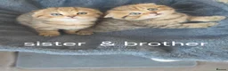 Scottish Fold cats for sale: Adorable 6 Scottish fold kittens  - Advert 9