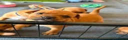 Staffordshire Bull Terrier dogs for sale: KC Red Staffordshire Bull Terriers ❤️❤️🏆🩸 - Advert 4