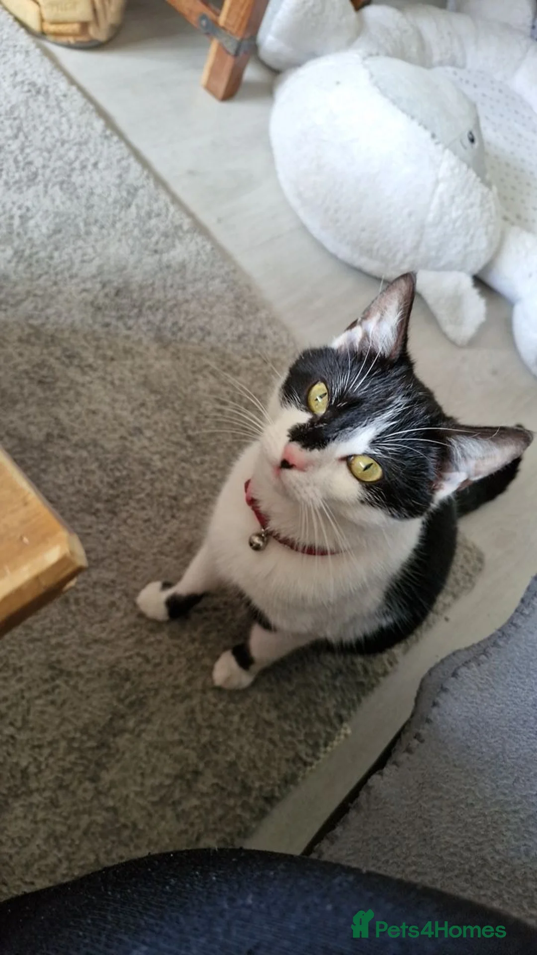 Mixed Breed cats for sale: Female cat - Advert 4
